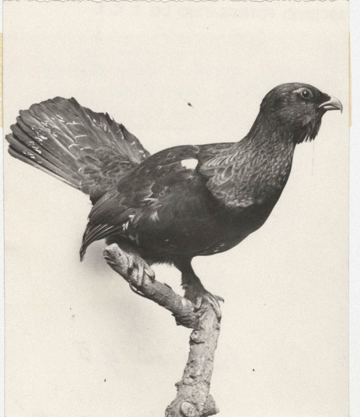 Grouse