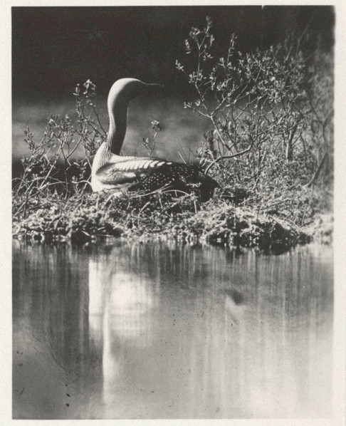 Loon