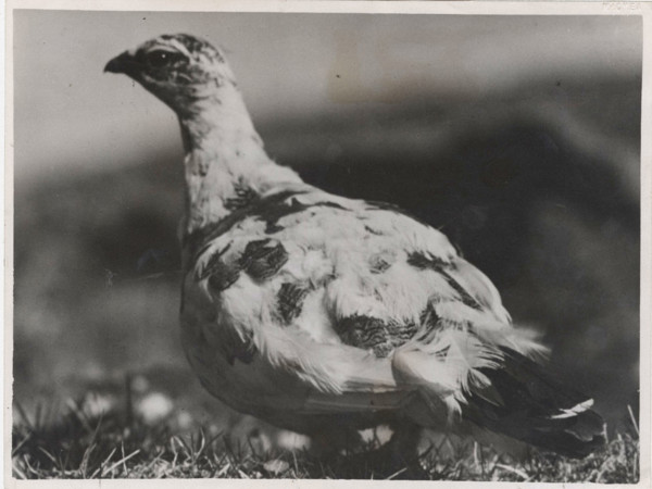 Red partridge
