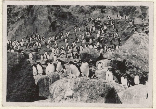 Penguins