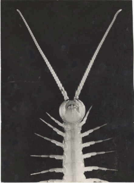 Lithobius melanops