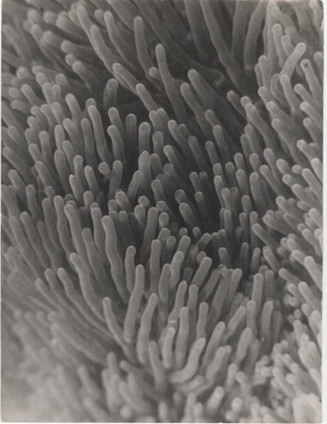 Actinia