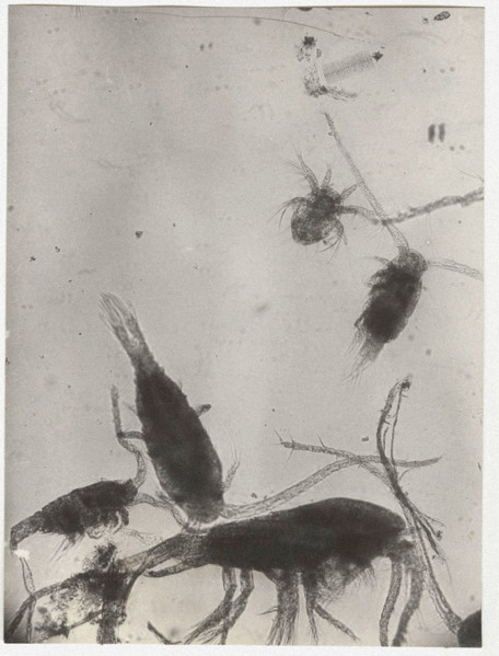 Eudiaptomus vulgaris