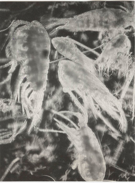 Eudiaptomus vulgaris