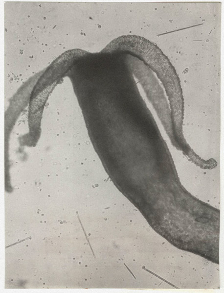Hydra