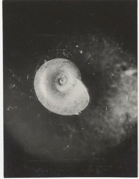 Planorbis carinatus. Shell