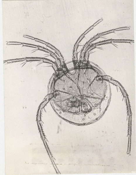 Lebertia