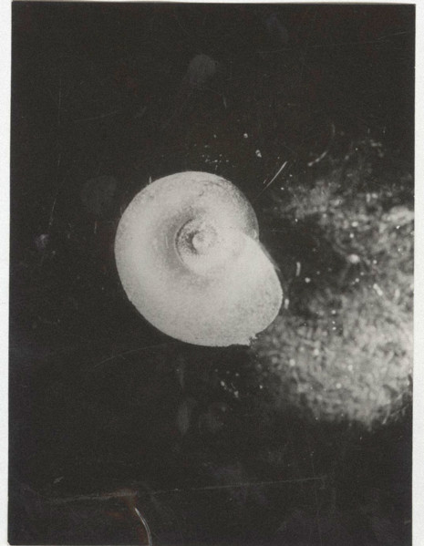 Planorbis carinatus. Shell