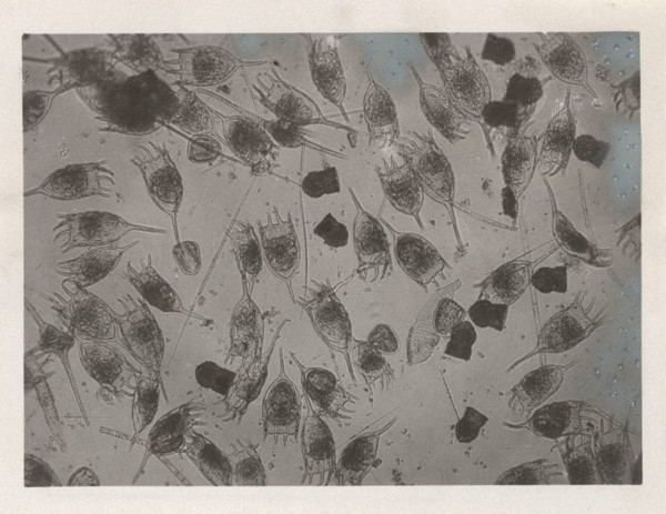 Keratella cochlearis and Codonella lacustris