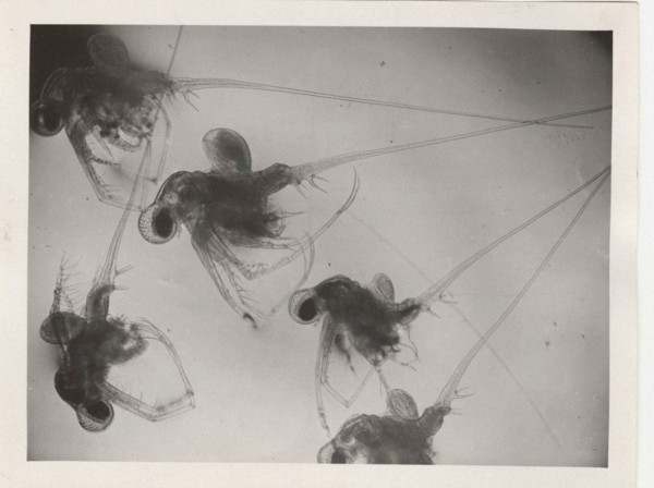 Cladocerean water fleas
