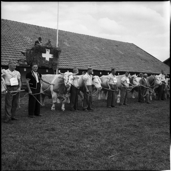 Breeding bull market, awarded specimen with owners, Berne 1960.