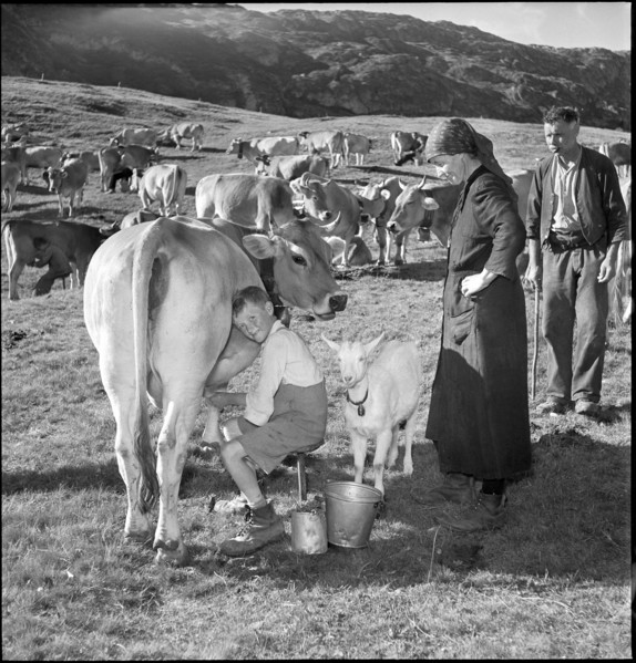 Farmer boy milking, Bettmeralp 1952.