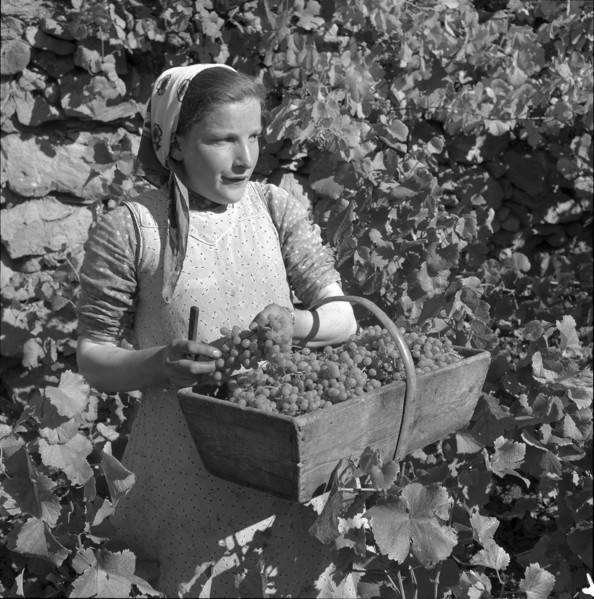 Heidenwein: winegrower at vintage, 1956.