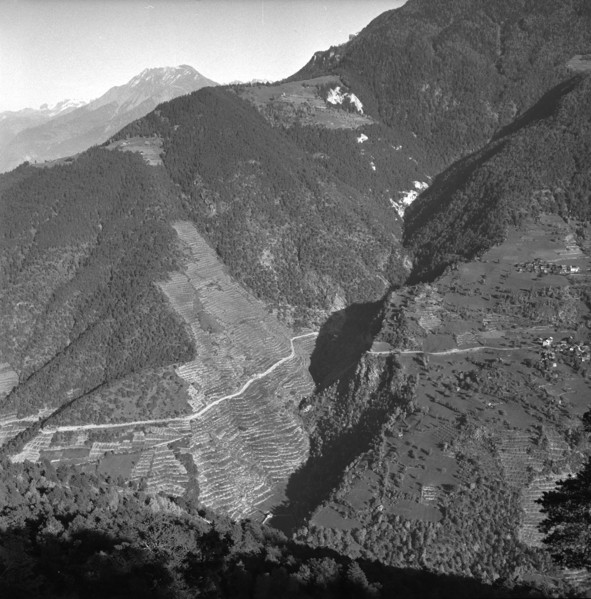 Heidenwein: submontane vineyards of Hohtenn, 1956.