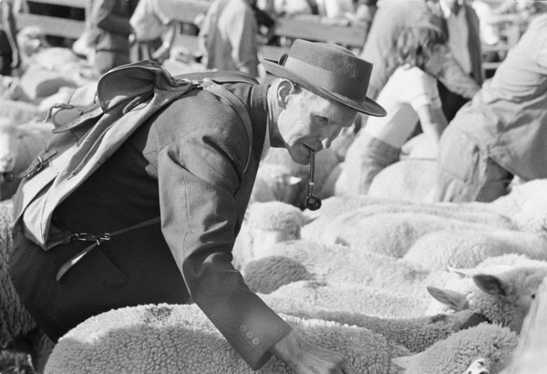 Separation of the sheep in autumn, Riffenmatt 1973.