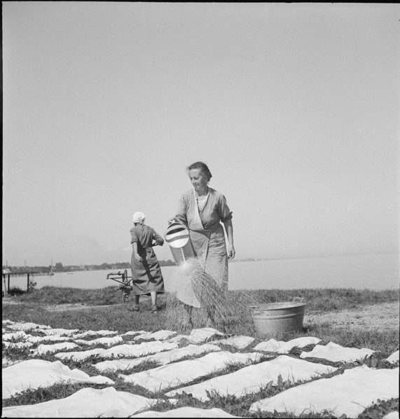 Women pouring lake water on laundry; washing at Lake Constance, 1944.