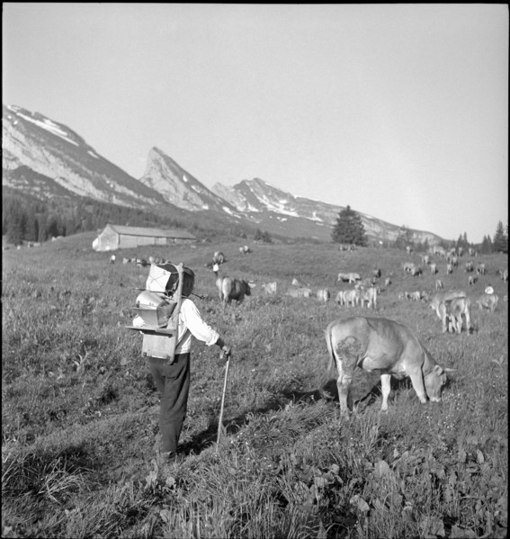 Saanen 1940; Mountain farmer with cattle.