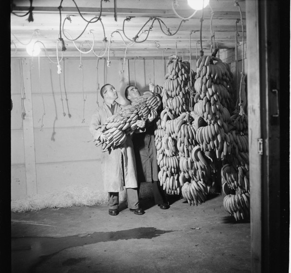 Import of Bananas, 1947.