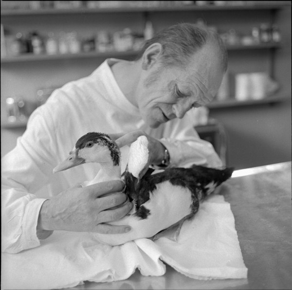 Goose at the veterinary surgeon, Zurich 1973.