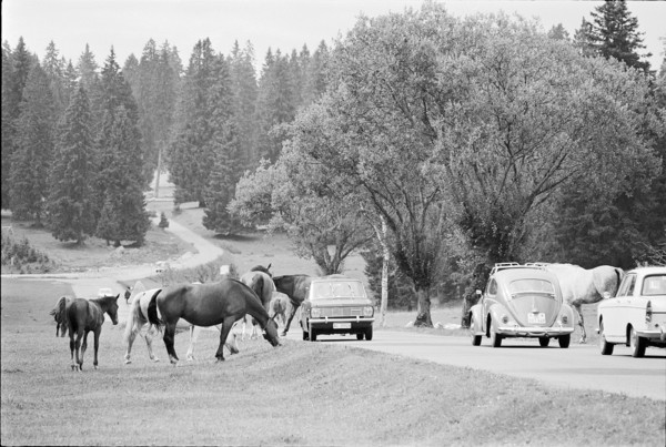 64th Marche-Concours Saignelegier, 1967.