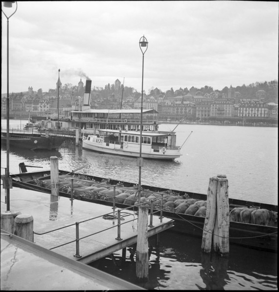 Cattle transport on the Lake Lucerne, 1941.