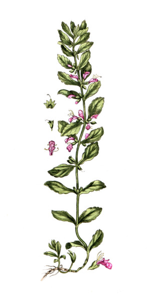 Teucrium scordium