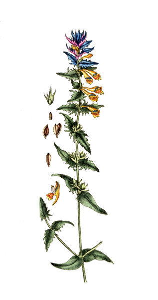 Melampyrum nemorosum