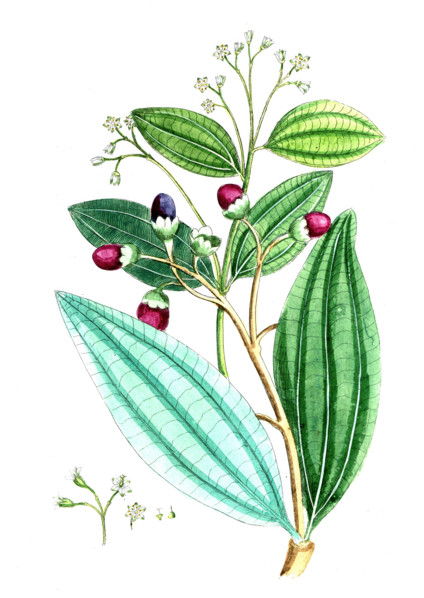 Laurus cassia