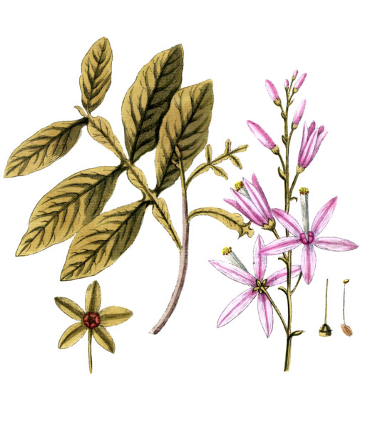 Quassia amara