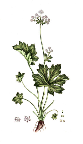 Sanicula europaea