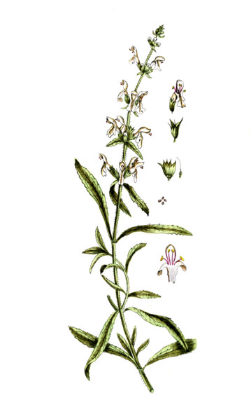 Stachys recta