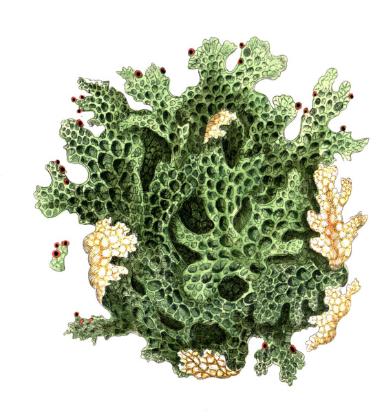 Lichen pulmonarius
