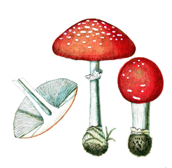 Agarieus muscarius
