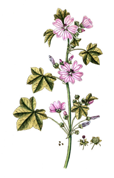 Malva sylvestris