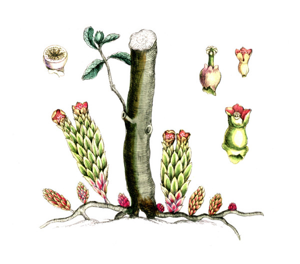 Cytinus hypocistis