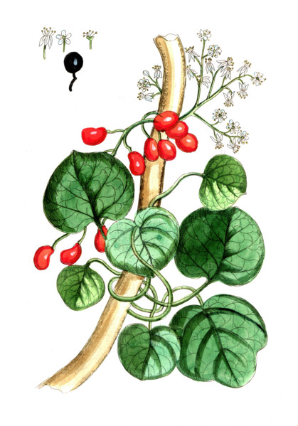 Menispermum cocculus