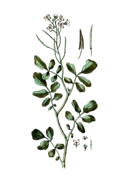 Sisymbrium nasturtium
