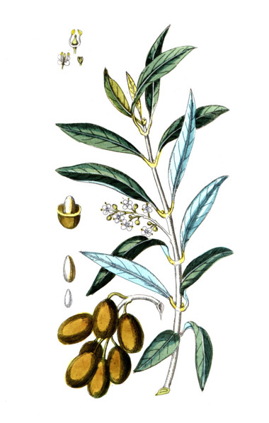 Olea euroaea