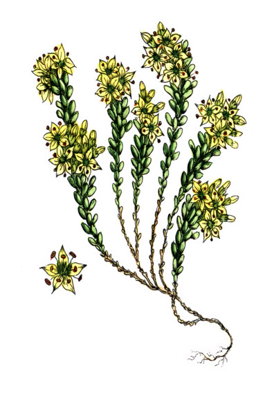 Sedum acre