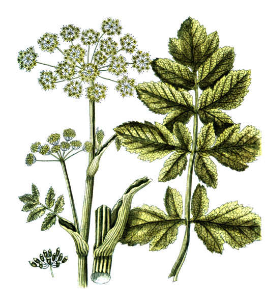 Pastinaca opopanax