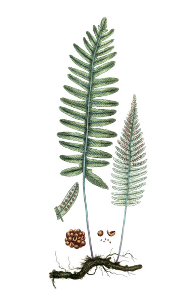 Polypodium vulgare