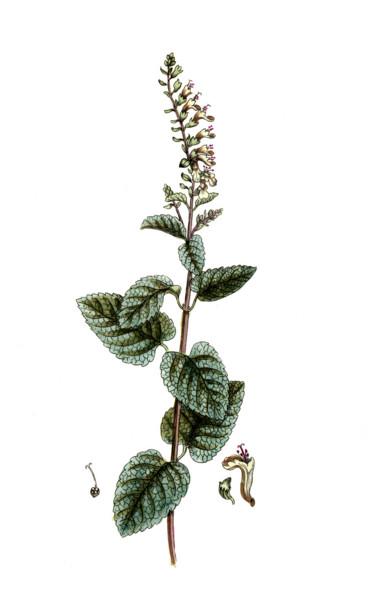 Teucrium scorodonia