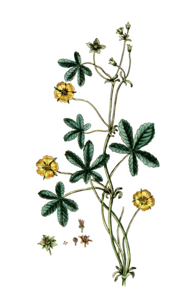 Potentilla reptans