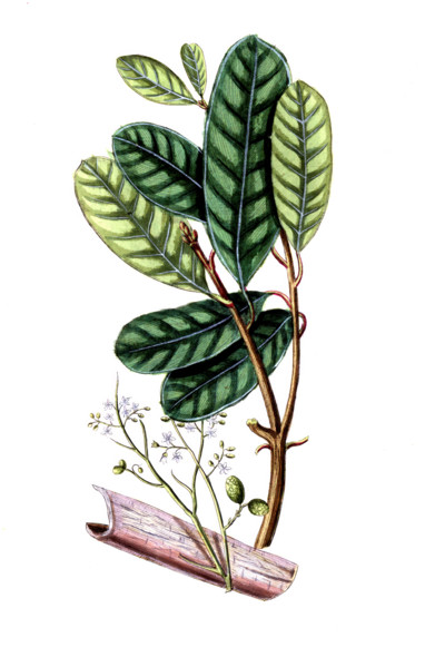 Quassia simaruba
