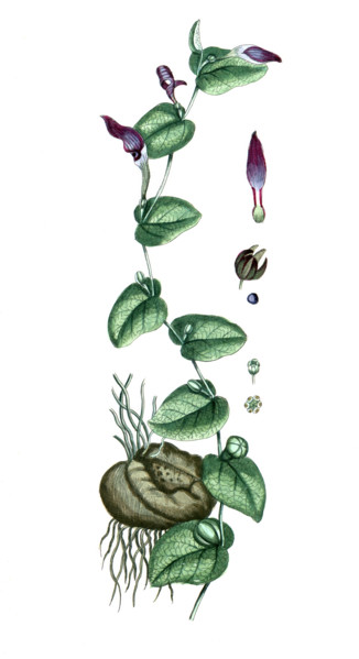 Aristolochia rotunda