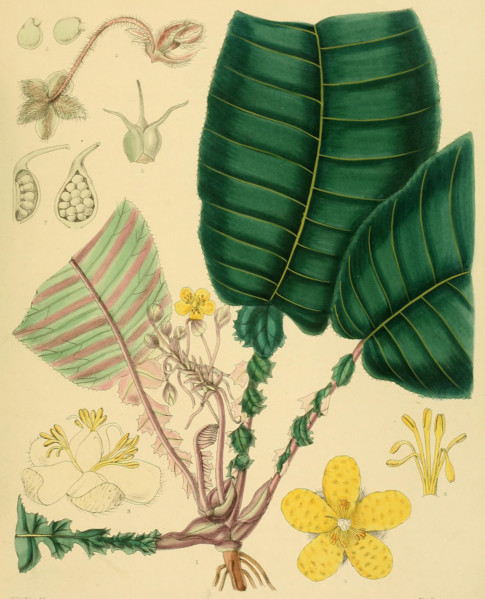 Acrotrema lyratum
