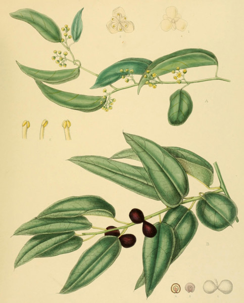 Limacia cuspidata
