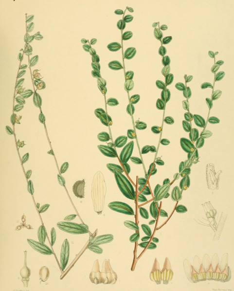 Alsodeia virgata