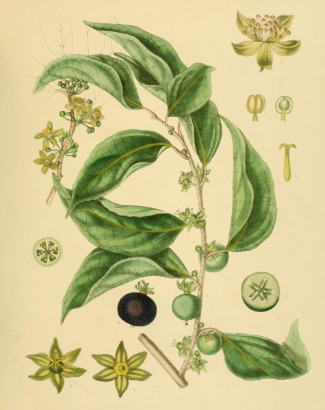 Aberia gardneri