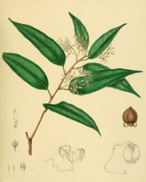 Vatica obscura
